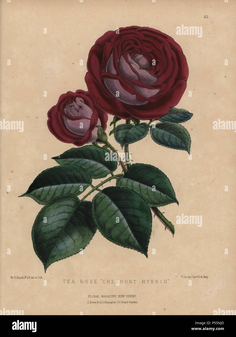 Crimson and mauve tea rose 'Cheshunt hybrid'. Rosa gigantea, Rosa chinensis . Hybrid introduced by George Paul of the Paul & Son nursery in Cheshunt, Hertfordshite.. Handcolored botanical drawn and lithographed by W.G. Smith from H.H. Dombrain's 'Floral Magazine' 1872.. Worthington G. Smith (1835-1917), architect, engraver and mycologist. Smith also illustrated 'The Gardener's Chronicle.' Henry Honywood Dombrain (1818-1905), clergyman gardener, was editor of the 'Floral Magazine' from 1862 to 1873. Stock Photo