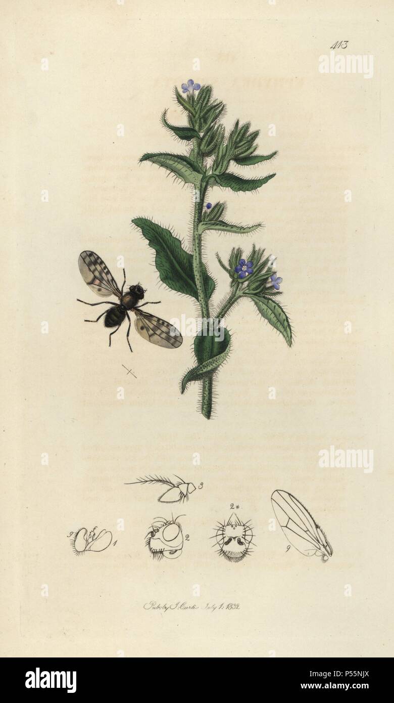 Ephydra spilota, Ilythea spilota, Spotted-winged Ephydra and wild bugloss, Lycopsis arvensis. Handcoloured copperplate drawn and engraved by John Curtis for his own 'British Entomology, being Illustrations and Descriptions of the Genera of Insects found in Great Britain and Ireland,' London, 1834. Curtis (1791 –1862) was an entomologist, illustrator, engraver and publisher. 'British Entomology' was published from 1824 to 1839, and comprised 770 illustrations of insects and the plants upon which they are found. Stock Photo