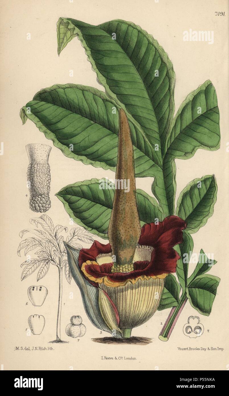 Amorphophallus eichleri, voodoo lily native of western tropical Africa. Hand-coloured botanical illustration drawn by Matilda Smith and lithographed by John Nugent Fitch from Joseph Dalton Hooker's 'Curtis's Botanical Magazine,' 1889, L. Reeve & Co. A second-cousin and pupil of Sir Joseph Dalton Hooker, Matilda Smith (1854-1926) was the main artist for the Botanical Magazine from 1887 until 1920 and contributed 2,300 illustrations. Stock Photo