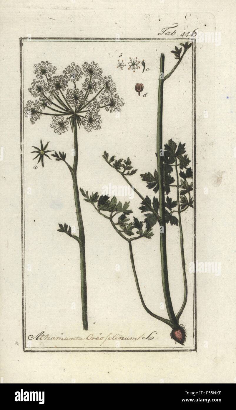 Mountain parsley, Peucedanum oreoselinum. Handcoloured copperplate botanical engraving from Johannes Zorn's 'Afbeelding der Artseny-Gewassen,' Jan Christiaan Sepp, Amsterdam, 1796. Zorn first published his illustrated medical botany in Nurnberg in 1780 with 500 plates, and a Dutch edition followed in 1796 published by J.C. Sepp with an additional 100 plates. Zorn (1739-1799) was a German pharmacist and botanist who collected medical plants from all over Europe for his 'Icones plantarum medicinalium' for apothecaries and doctors. Stock Photo
