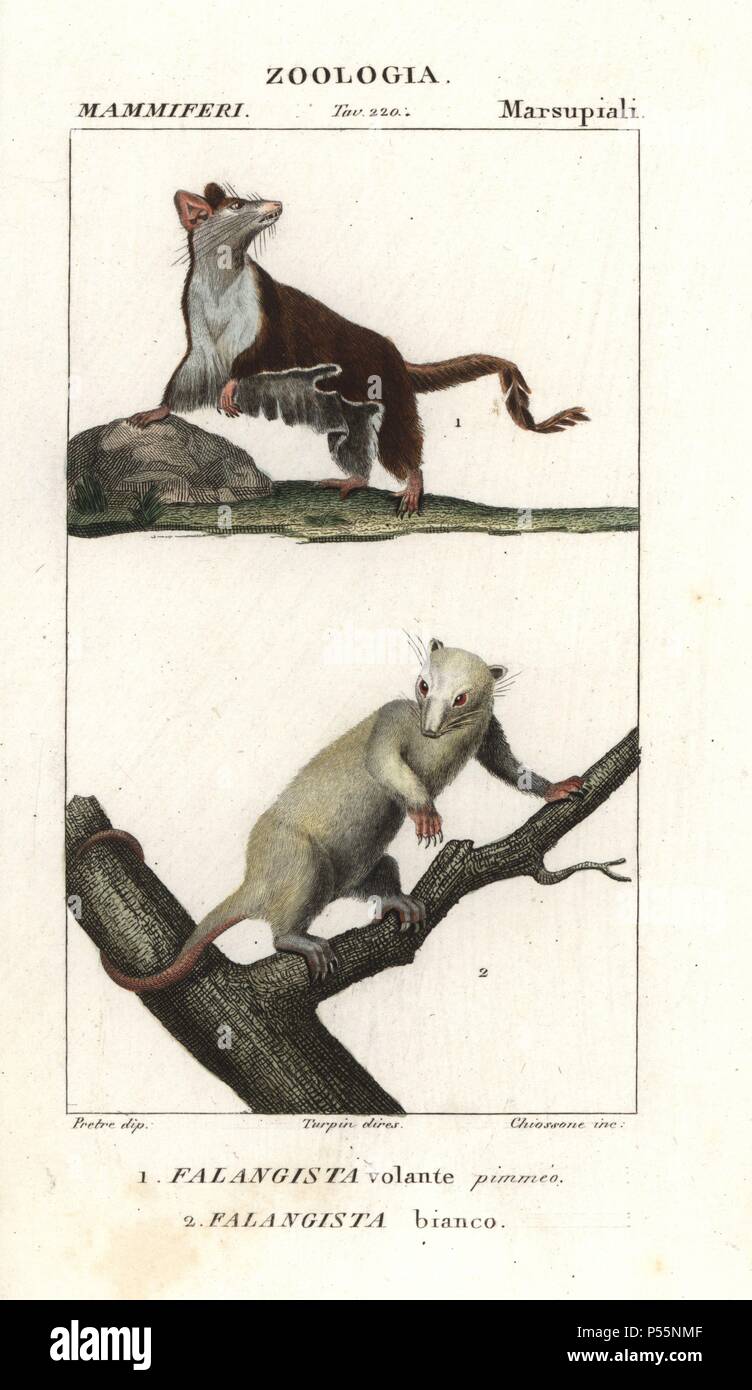 Sugar glider, Petaurus breviceps, and northern common cuscus, Phalanger orientalis. Handcoloured copperplate stipple engraving from Antoine Jussieu's 'Dictionary of Natural Science,' Florence, Italy, 1837. Illustration by J. G. Pretre, engraved by Cignozzi, directed by Pierre Jean-Francois Turpin, and published by Batelli e Figli. Jean Gabriel Pretre (17801845) was painter of natural history at Empress Josephine's zoo and later became artist to the Museum of Natural History. Turpin (1775-1840) is considered one of the greatest French botanical illustrators of the 19th century. Stock Photo