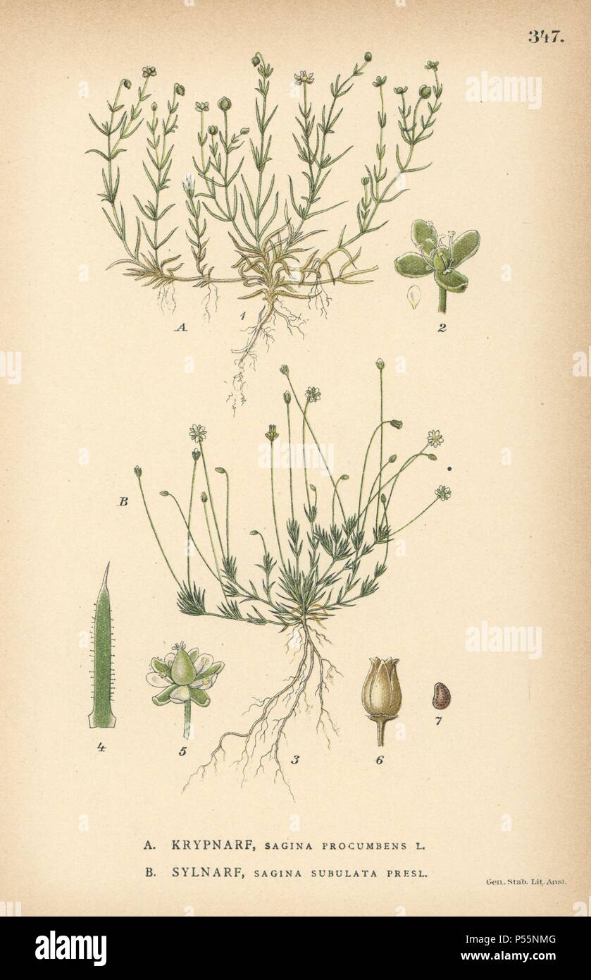 Birdeye pearlwort, Sagina procumbens, and heath pearlwort, Sagina subulata Presl. Chromolithograph from Carl Lindman's 'Bilder ur Nordens Flora' (Pictures of Northern Flora), Stockholm, Wahlstrom & Widstrand, 1905. Lindman (1856-1928) was Professor of Botany at the Swedish Museum of Natural History (Naturhistoriska Riksmuseet). The chromolithographs were based on Johan Wilhelm Palmstruch's 'Svensk botanik,' 1802-1843. Stock Photo