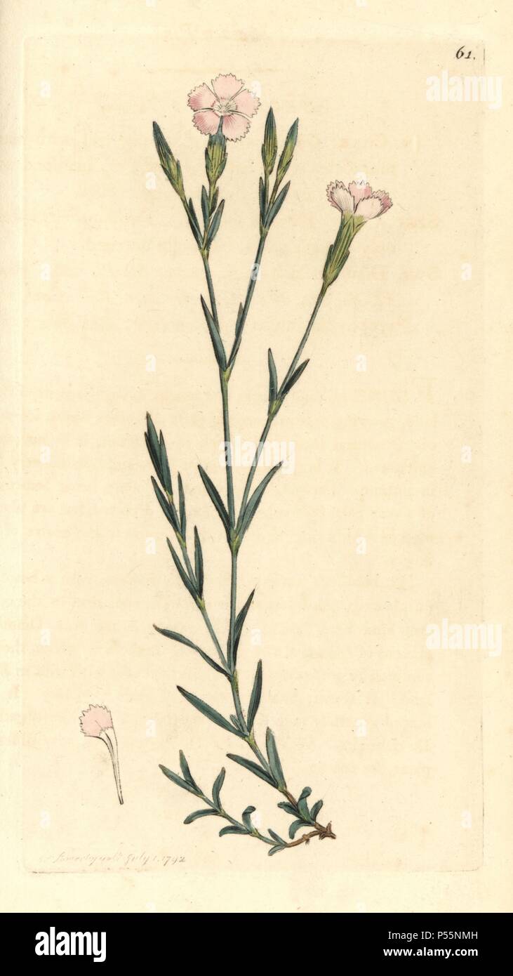 Maiden pink, Dianthus deltoides. Handcoloured copperplate engraving from a drawing by James Sowerby for Smith's 'English Botany,' London, 1792. Sowerby was a tireless illustrator of natural history books and illustrated books on botany, mycology, conchology and geology. Stock Photo