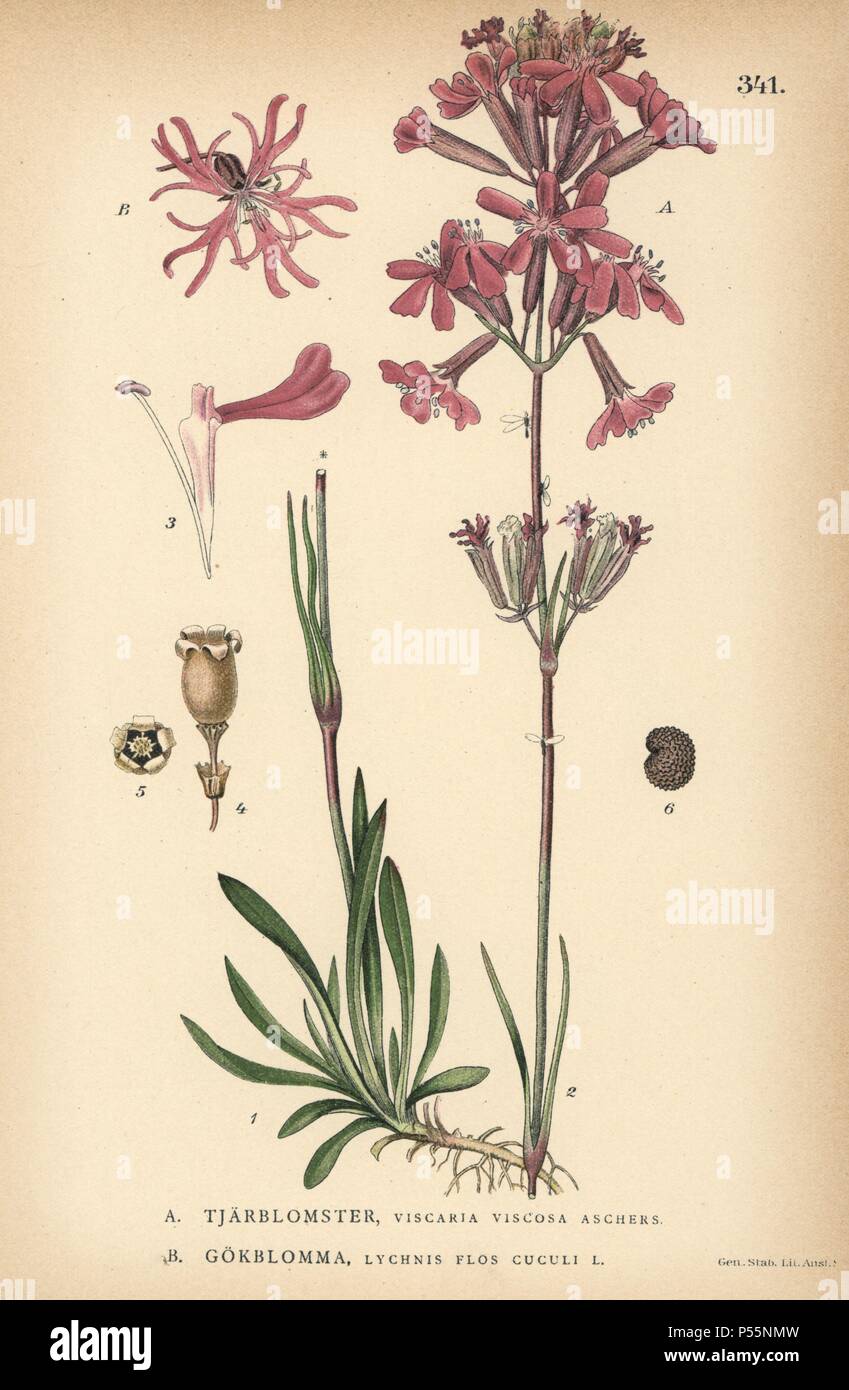 Sticky catchfly, Viscaria viscosa Aschers., and ragged robin, Lychnis flos-cuculi.  Chromolithograph from Carl Lindman's "Bilder ur Nordens Flora" (Pictures of  Northern Flora), Stockholm, Wahlstrom & Widstrand, 1905. Lindman  (1856-1928) was Professor of