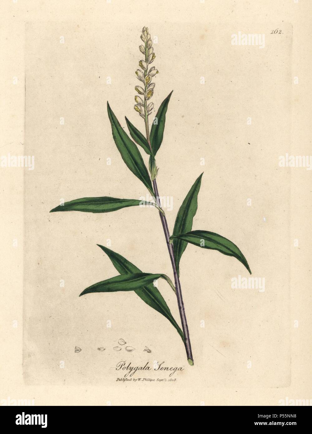 Senega, Polygala senega. Handcoloured copperplate engraving from a botanical illustration by James Sowerby from William Woodville and Sir William Jackson Hooker's 'Medical Botany,' John Bohn, London, 1832. The tireless Sowerby (1757-1822) drew over 2, 500 plants for Smith's mammoth 'English Botany' (1790-1814) and 440 mushrooms for 'Coloured Figures of English Fungi ' (1797) among many other works. Stock Photo