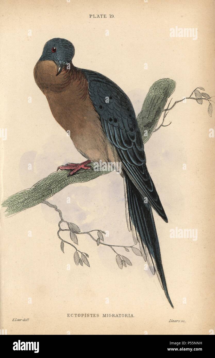 Passenger pigeon, Ectopistes migratorius, hunted to extinction in America by the early 20th century. Handcoloured steel engraving by William Lizars after an illustration by Edward Lear from Prideaux John Selby's volume 'Pigeons' in Sir William Jardine's 'Naturalist's Library: Ornithology,' published by W.H. Lizars, Edinburgh, 1835. Artist Edward Lear (1812-1888), today most famous for his literary nonsense and limericks, was a skilled ornithological artist who published 'Illustrations of the Family of Psittacidae or Parrots' in 1832. Stock Photo