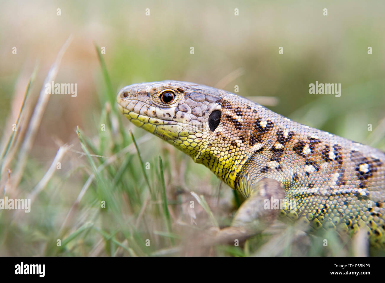 A garden lizard hides in the green grass Stock Photo Alamy
