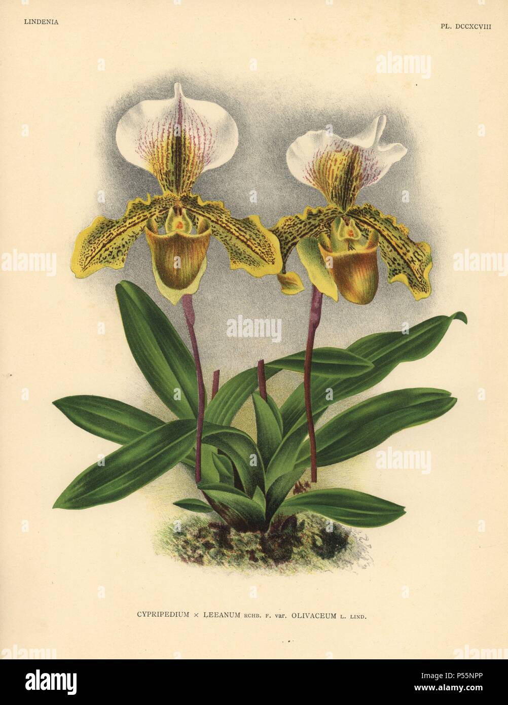 Olicaveum variety of Cypripedium x Leeanum hybrid orchid. Botanical illustration in chromolithograph from Lucien Linden's 'Lindenia, Iconographie des Orchidees,' Brussels, 1903. Stock Photo