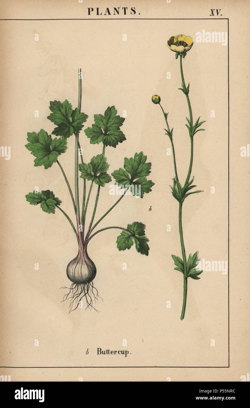Yellow buttercup. . Chromolithograph from 'The Instructive Picturebook, or Lessons from the Vegetable World,' [Charlotte Mary Yonge], Edinburgh, 1858. Stock Photo