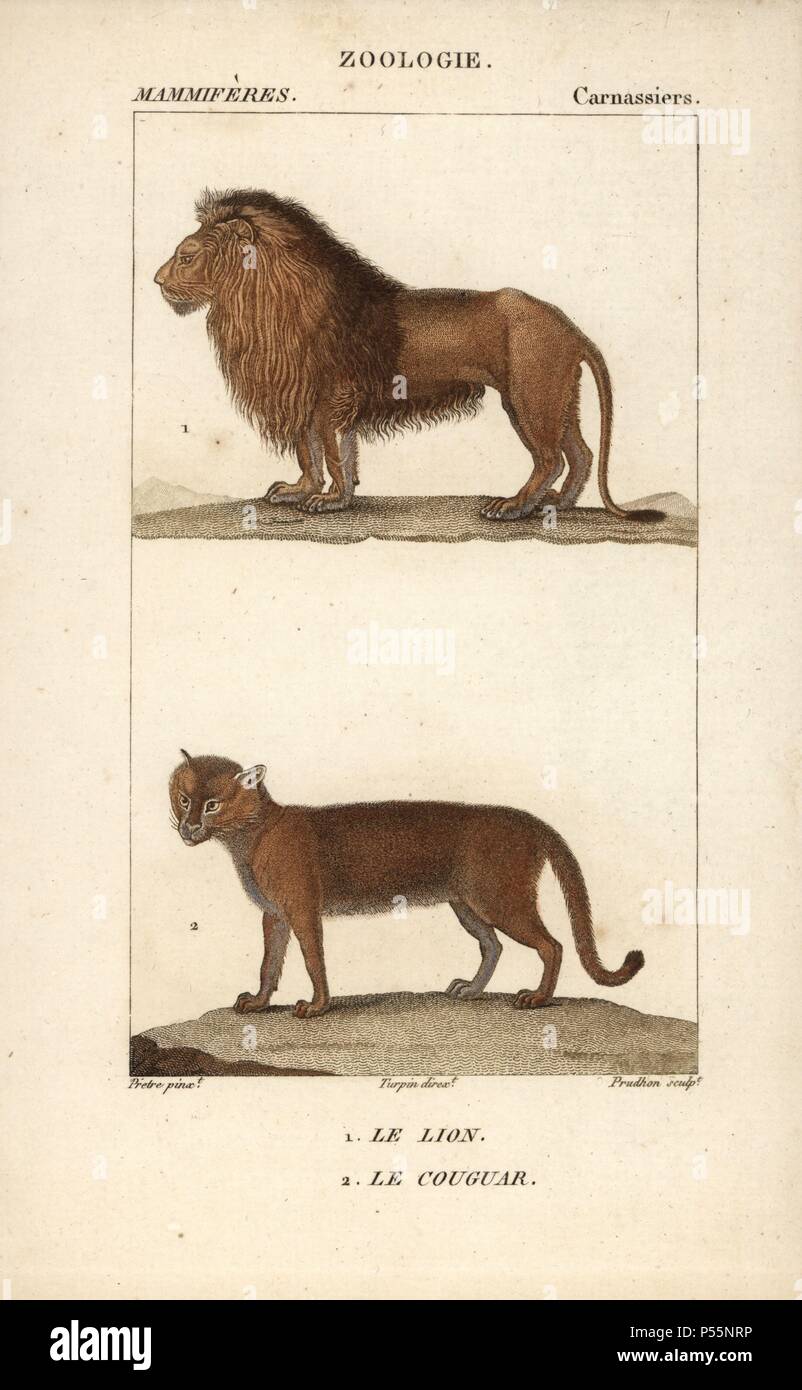 Lion, Panthera leo, and cougar, Puma concolor. Handcoloured copperplate  stipple engraving from Frederic Cuvier's 