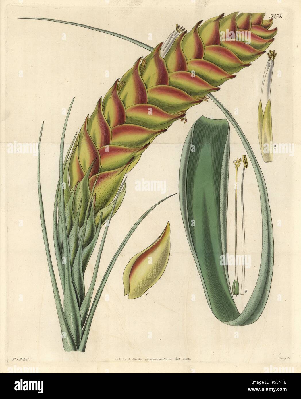 Needleleaf airplant, Tillandsia setacea. Illustration drawn by William Jackson Hooker, engraved by Swan. Handcolored copperplate engraving from William Curtis's 'The Botanical Magazine,' Samuel Curtis, 1833. Hooker (1785-1865) was an English botanist, writer and artist. He was Regius Professor of Botany at Glasgow University, and editor of Curtis' 'Botanical Magazine' from 1827 to 1865. In 1841, he was appointed director of the Royal Botanic Gardens at Kew, and was succeeded by his son Joseph Dalton. Hooker documented the fern and orchid crazes that shook England in the mid-19th century in boo Stock Photo