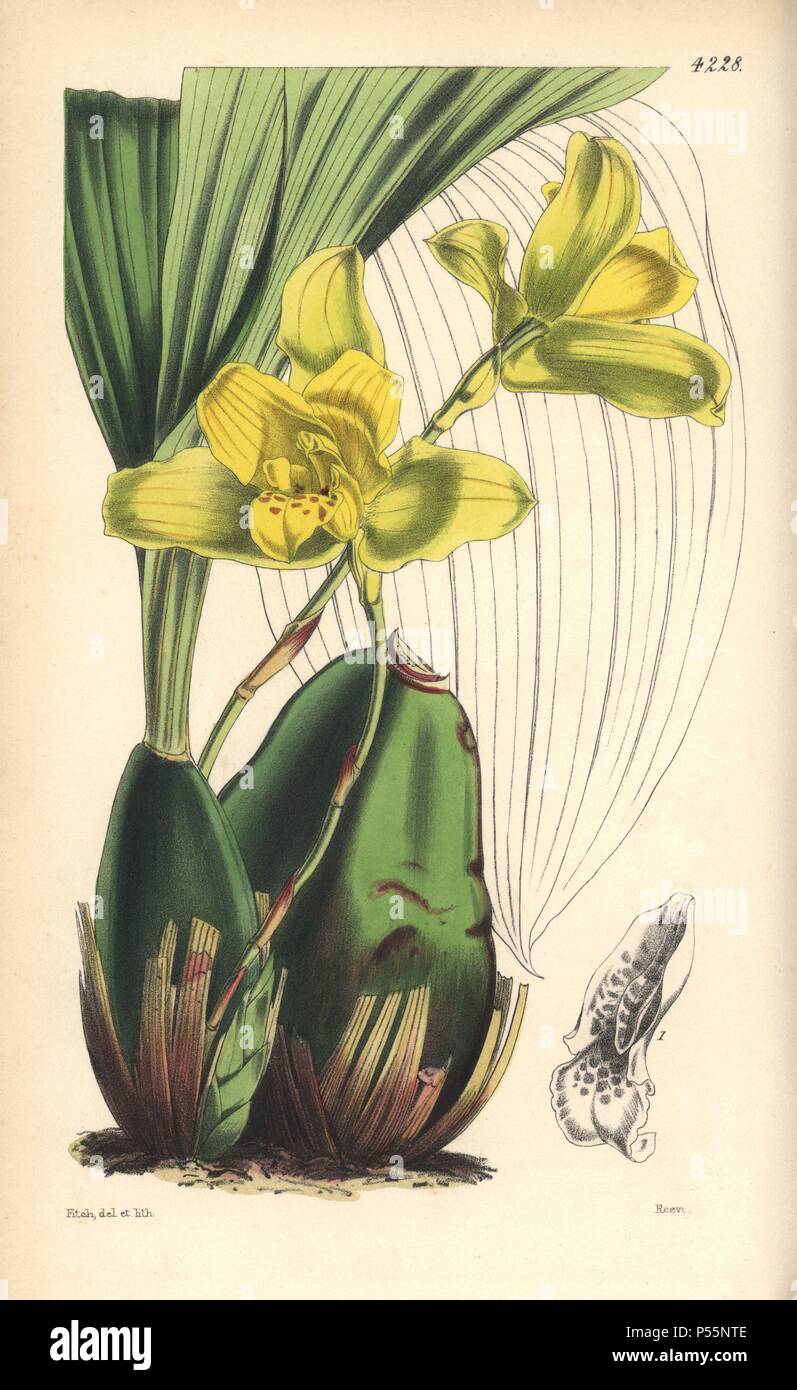 Large-bulbed maxillaria orchid, Maxillaria macrobulbon. Hand-coloured botanical illustration drawn and lithographed by Walter Hood Fitch for Sir William Jackson Hooker's 'Curtis's Botanical Magazine,' London, Reeve Brothers, 1846. Fitch (18171892) was a tireless Scottish artist who drew over 2,700 lithographs for the 'Botanical Magazine' starting from 1834. Stock Photo