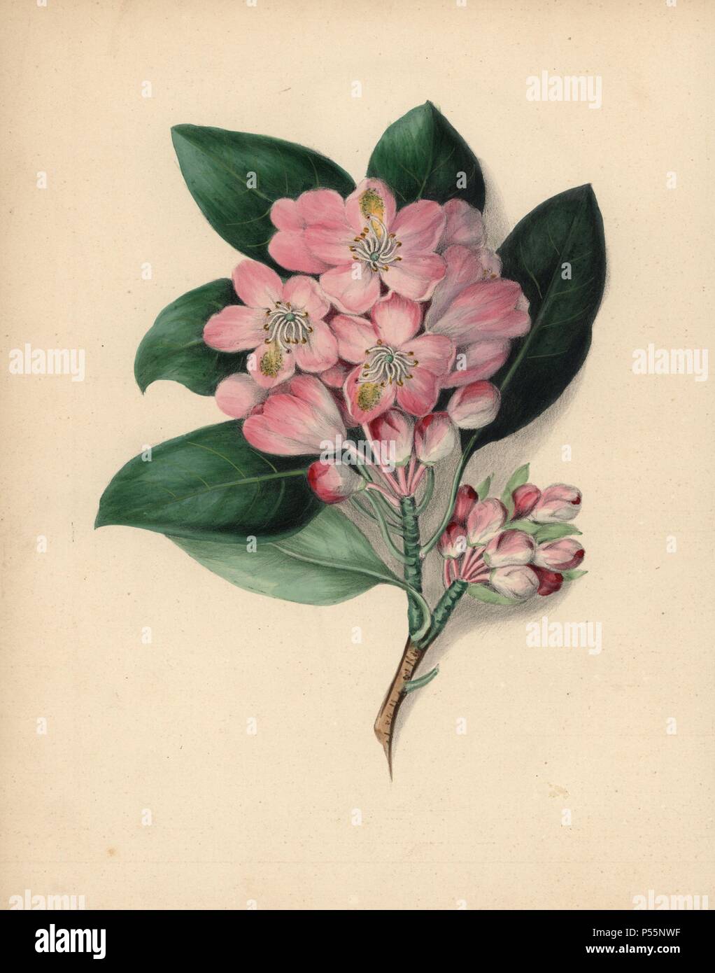 American Rose Bay With Pink Flowers Rhododendron Maximum