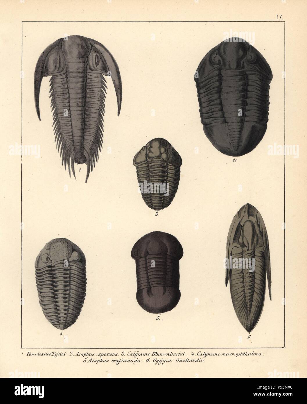Fossils of extinct trilobites: Paradoxites tessini, Asaphus expansus, Calymene Blumenbachii, Calymene macrophthalma, Asaphus crassicauda, Ogygia guellardii. Handcoloured lithograph by an unknown artist from Dr. F.A. Schmidt's 'Petrefactenbuch,' published in Stuttgart, Germany, 1855 by Verlag von Krais & Hoffmann. Dr. Schmidt's 'Book of Petrification' introduced fossils and palaeontology to both the specialist and general reader. Stock Photo