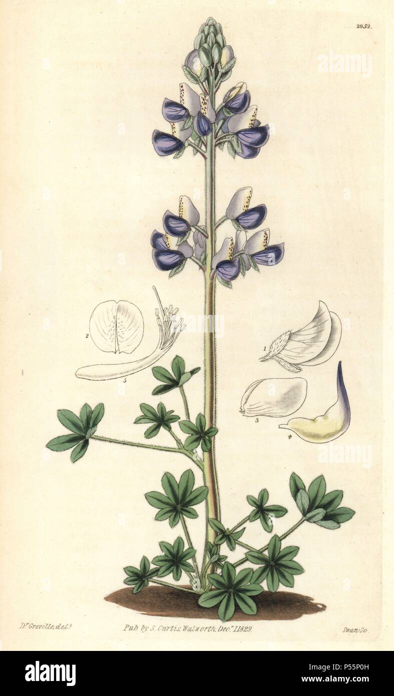Sea-shore lupin, Lupinus littoralis. Illustration by Dr. Greville, engraved by Swan. Handcolored copperplate engraving from William Curtis's 'The Botanical Magazine,' Samuel Curtis, 1829. Hooker (1785-1865) was an English botanist, writer and artist. He was Regius Professor of Botany at Glasgow University, and editor of Curtis' 'Botanical Magazine' from 1827 to 1865. In 1841, he was appointed director of the Royal Botanic Gardens at Kew, and was succeeded by his son Joseph Dalton. Hooker documented the fern and orchid crazes that shook England in the mid-19th century in books such as 'Species  Stock Photo