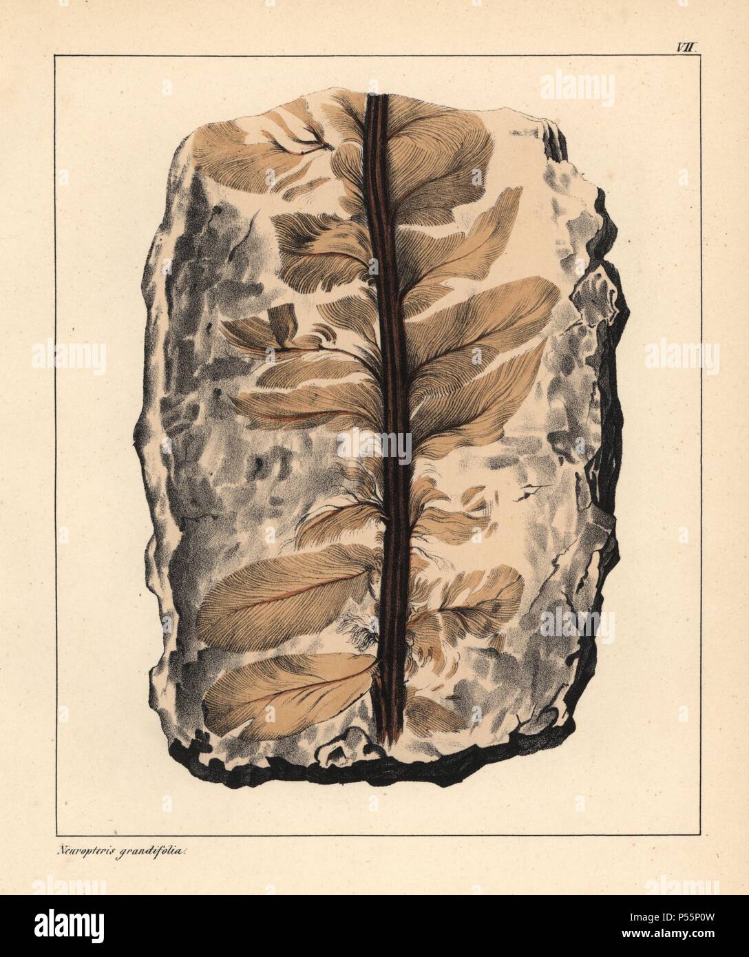 Fossil of Neuropteris grandiflora, an extinct seed fern from the Carboniferous period. Handcoloured lithograph by an unknown artist from Dr. F.A. Schmidt's 'Petrefactenbuch,' published in Stuttgart, Germany, 1855 by Verlag von Krais & Hoffmann. Dr. Schmidt's 'Book of Petrification' introduced fossils and palaeontology to both the specialist and general reader. Stock Photo