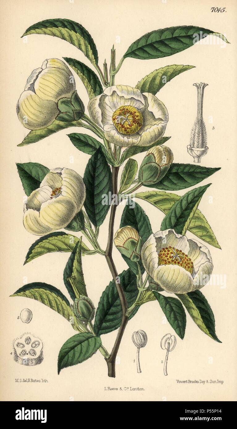 Stuartia pseudo-camellia, white flower native to Japan. Hand-coloured botanical illustration drawn by Matilda Smith and lithographed by J.N. Fitch from Joseph Dalton Hooker's 'Curtis's Botanical Magazine,' 1889, L. Reeve & Co. A second-cousin and pupil of Sir Joseph Dalton Hooker, Matilda Smith (1854-1926) was the main artist for the Botanical Magazine from 1887 until 1920 and contributed 2,300 illustrations. Stock Photo