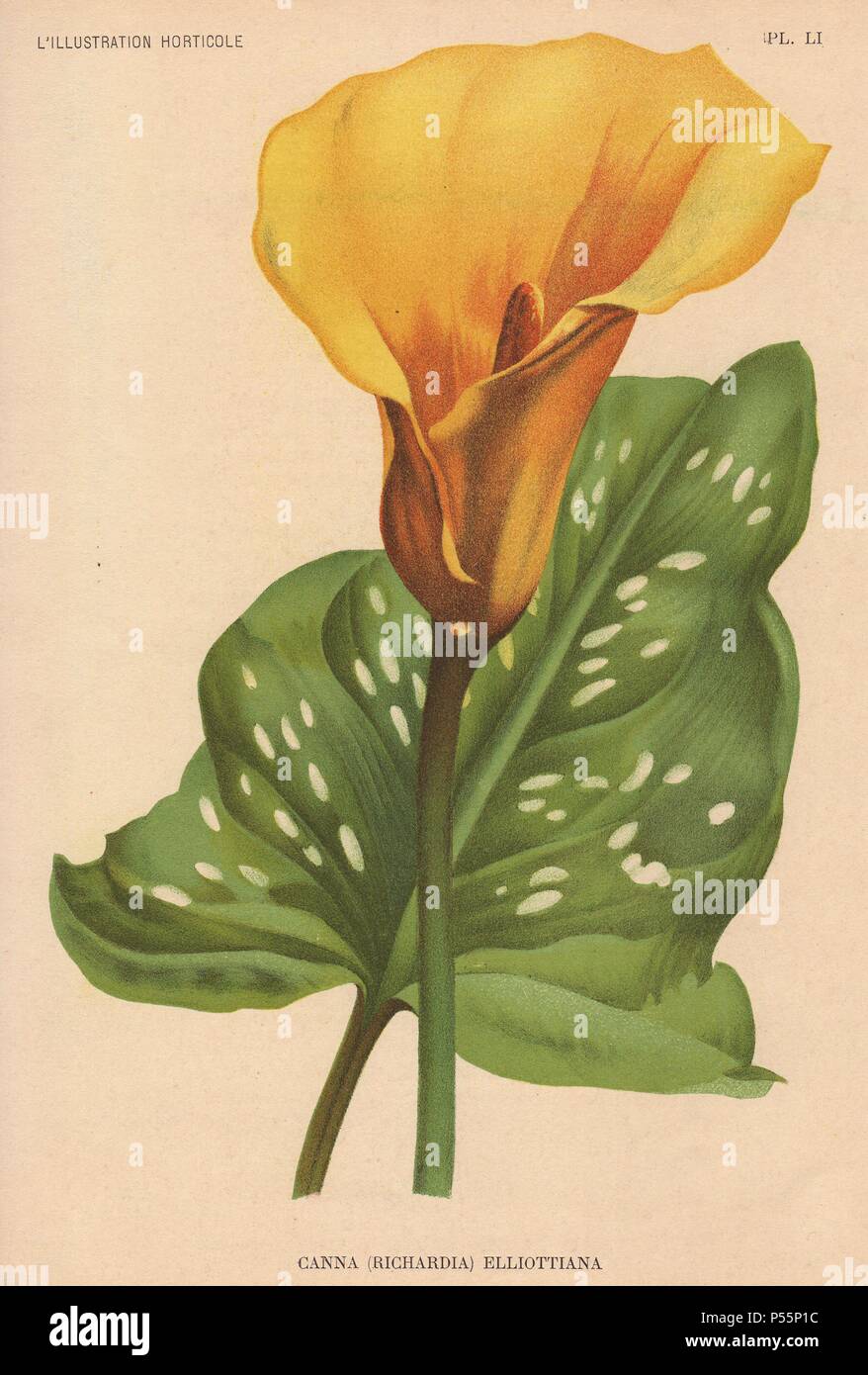 Yellow canna. Richardia Elliottiana. Chromolithograph botanical illustration from Jean Linden's 'L'Illustration Horticole' 1880s. Stock Photo