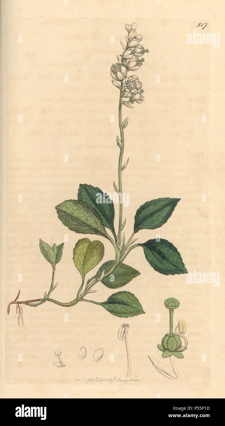 Sidebells wintergreen, Orthilia secunda. Handcoloured copperplate engraving from a drawing by James Sowerby for Smith's 'English Botany,' London, 1798. Sowerby was a tireless illustrator of natural history books and illustrated books on botany, mycology, conchology and geology. Stock Photo