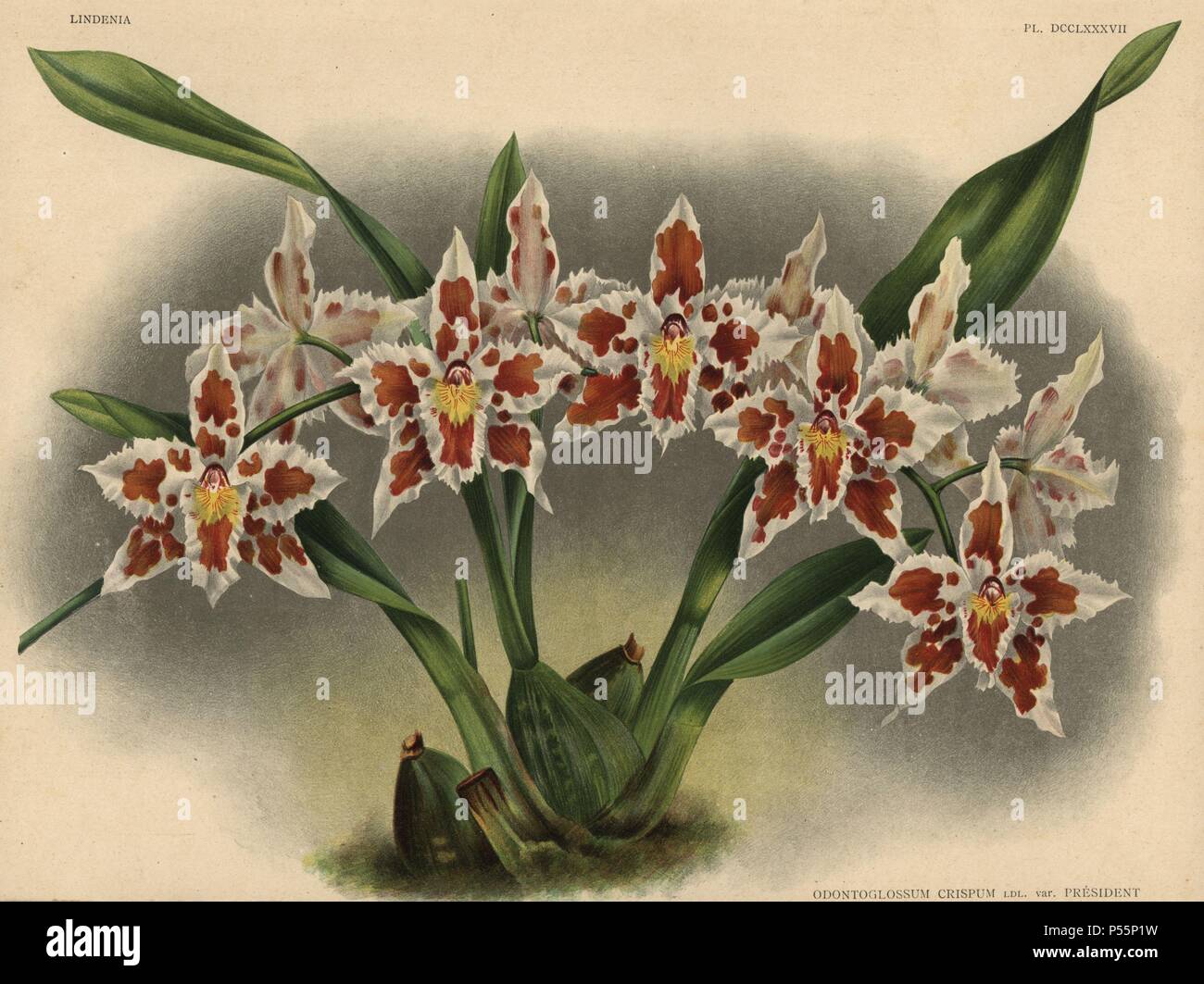 President Roosevelt variety of Odontoglossum crispum orchid. Botanical illustration in chromolithograph from Lucien Linden's "Lindenia, Iconographie des Orchidees," Brussels, 1902. Stock Photo