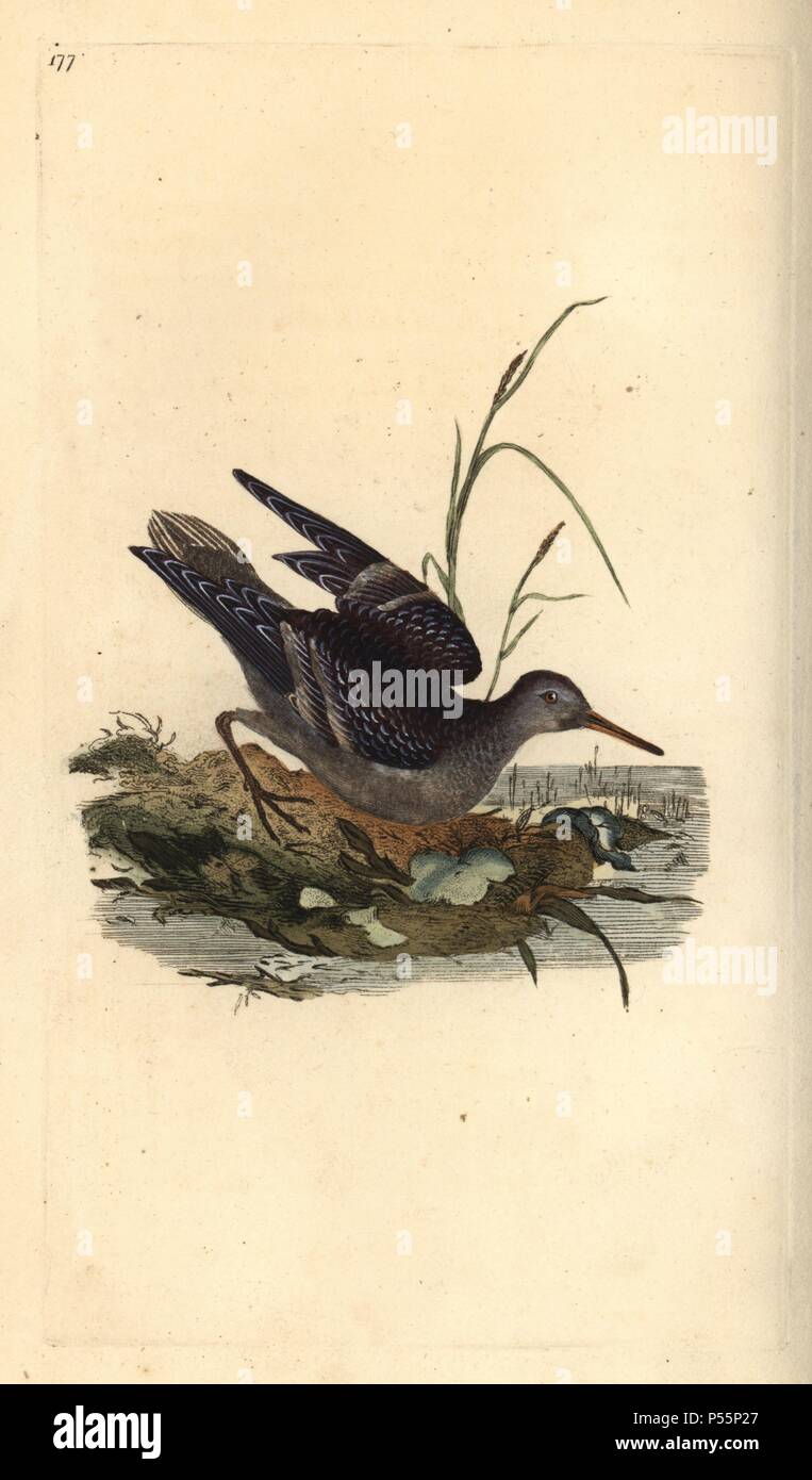 Purple sandpiper, Calidris maritima. Handcoloured copperplate drawn and engraved by Edward Donovan from his own 'Natural History of British Birds,' London, 1794-1819. Edward Donovan (1768-1837) was an Anglo-Irish amateur zoologist, writer, artist and engraver. He wrote and illustrated a series of volumes on birds, fish, shells and insects, opened his own museum of natural history in London, but later he fell on hard times and died penniless. Stock Photo