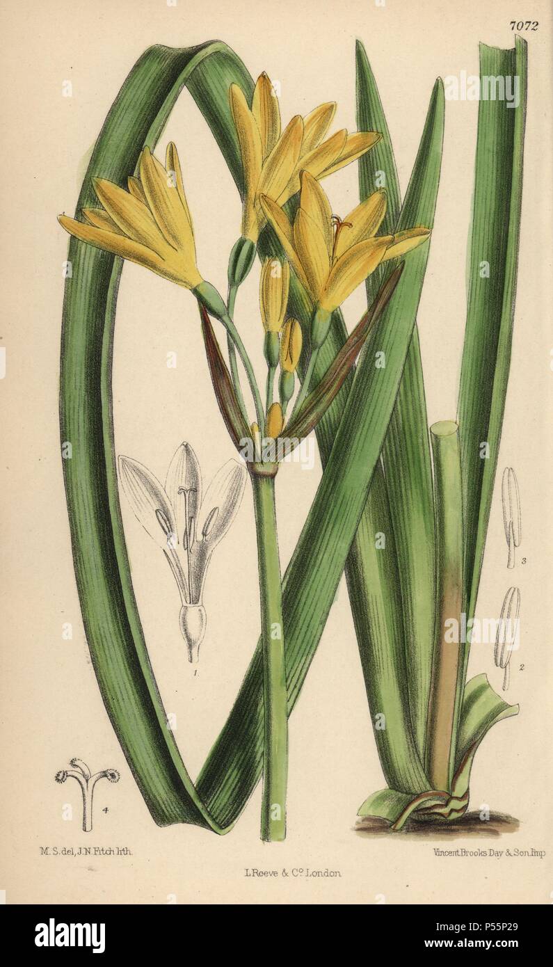 Anoiganthus breviflorus, yellow lily native to the Cape and Natal, South Africa. Hand-coloured botanical illustration drawn by Matilda Smith and lithographed by J.N. Fitch from Joseph Dalton Hooker's 'Curtis's Botanical Magazine,' 1889, L. Reeve & Co. A second-cousin and pupil of Sir Joseph Dalton Hooker, Matilda Smith (1854-1926) was the main artist for the Botanical Magazine from 1887 until 1920 and contributed 2,300 illustrations. Stock Photo