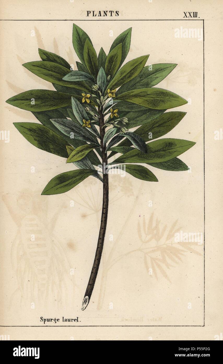 Daphne laureola or Spurge-laurel . . Chromolithograph from 'The Instructive Picturebook, or Lessons from the Vegetable World,' [Charlotte Mary Yonge], Edinburgh, 1858. Stock Photo