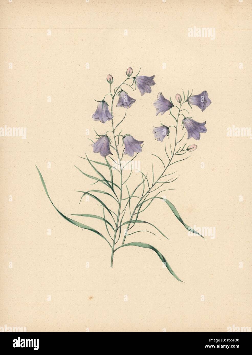 Harebell. Campanula rotundifolia. Illustration by Clarissa Badger, nee Munger, from 'Wild Flowers, Drawn and Colored from Nature,' New York, 1859. . Clarissa Munger (1806-1889) was born into an artistic family in East Guilford, Connecticut. Her father George was an engraver and miniaturist, and her sister Caroline painted portraits. Clarissa married the Rev. Milton Badger in 1828, and in 1848 published 'Forget Me Not' with original watercolors, believed to be the prototype 'Wild Flowers' (1859) with 22 lithographs and 'Floral Belles' (1867) with 16 plates. Stock Photo