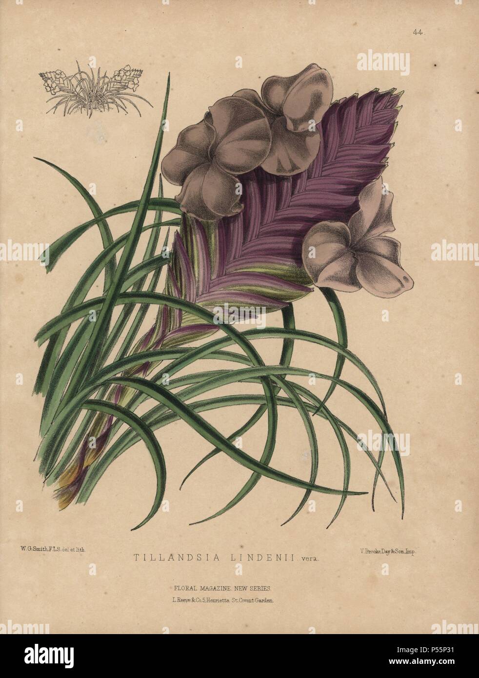 Airplant with lilac and mauve flowers. Tillandsia lindenii. Handcolored botanical drawn and lithographed by W.G. Smith from H.H. Dombrain's 'Floral Magazine' 1872.. Worthington G. Smith (1835-1917), architect, engraver and mycologist. Smith also illustrated 'The Gardener's Chronicle.' Henry Honywood Dombrain (1818-1905), clergyman gardener, was editor of the 'Floral Magazine' from 1862 to 1873. Stock Photo
