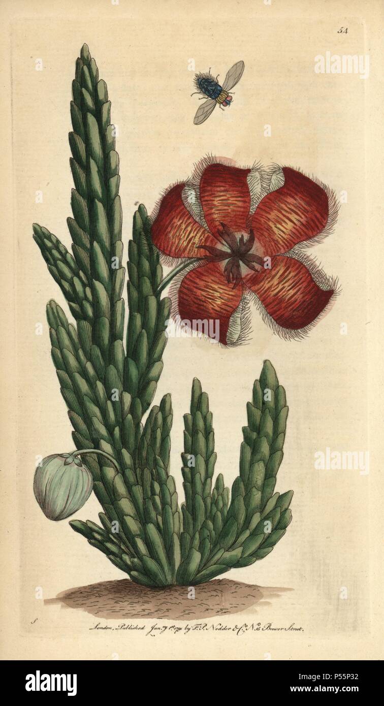 Fetid stapelia or carrion flower. Stapelia hirsuta. Illustration signed S (George Shaw).. Handcolored copperplate engraving from George Shaw and Frederick Nodder's 'The Naturalist's Miscellany' 1790.. Frederick Polydore Nodder (17511801?) was a gifted natural history artist and engraver. Nodder honed his draftsmanship working on Captain Cook and Joseph Banks' Florilegium and engraving Sydney Parkinson's sketches of Australian plants. He was made 'botanic painter to her majesty' Queen Charlotte in 1785. Nodder also drew the botanical studies in Thomas Martyn's Flora Rustica (1792) and 38 Plate Stock Photo