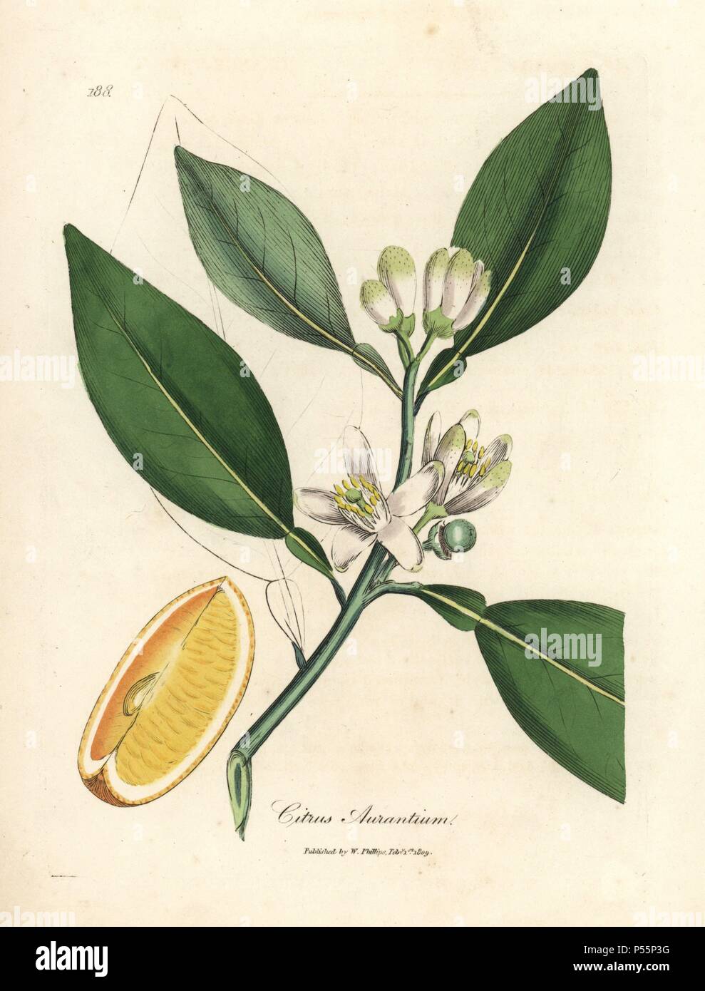 White blossom and ripe fruit segment of the orange tree, Citrus aurantium. Handcolored copperplate engraving from a botanical illustration by James Sowerby from William Woodville and Sir William Jackson Hooker's 'Medical Botany' 1832. The tireless Sowerby (1757-1822) drew over 2,500 plants for Smith's mammoth 'English Botany' (1790-1814) and 440 mushrooms for 'Coloured Figures of English Fungi ' (1797) among many other works. Stock Photo