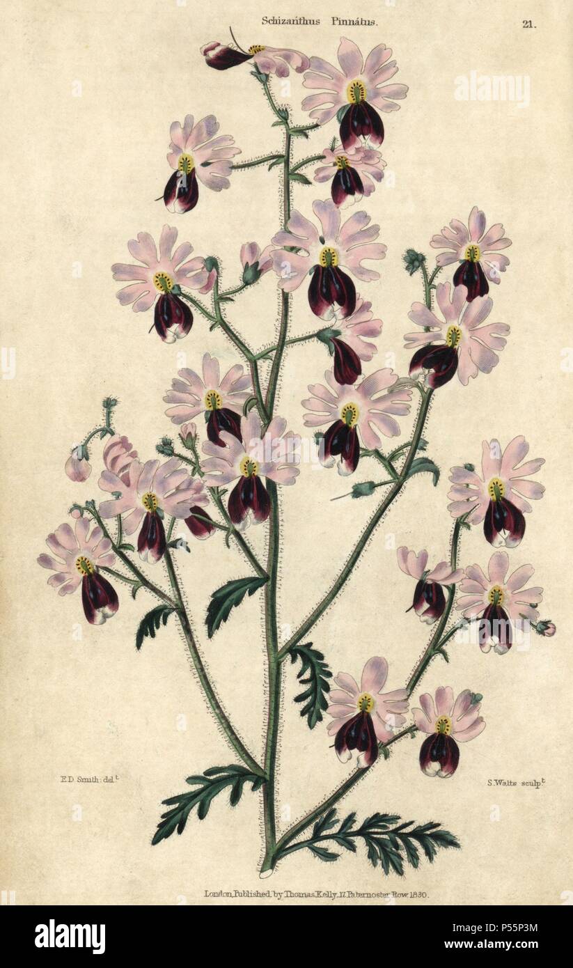 Pink and purple flowered poor man's orchid, Schizanthus pinnatus. Hand-colored illustration by Edwin Dalton Smith engraved by Watts from Charles McIntosh's 'Flora and Pomona' 1829. McIntosh (1794-1864) was a Scottish gardener to European aristocracy and royalty, and author of many book on gardening. E.D. Smith was a botanical artist who drew for Robert Sweet, Benjamin Maund, etc. Stock Photo