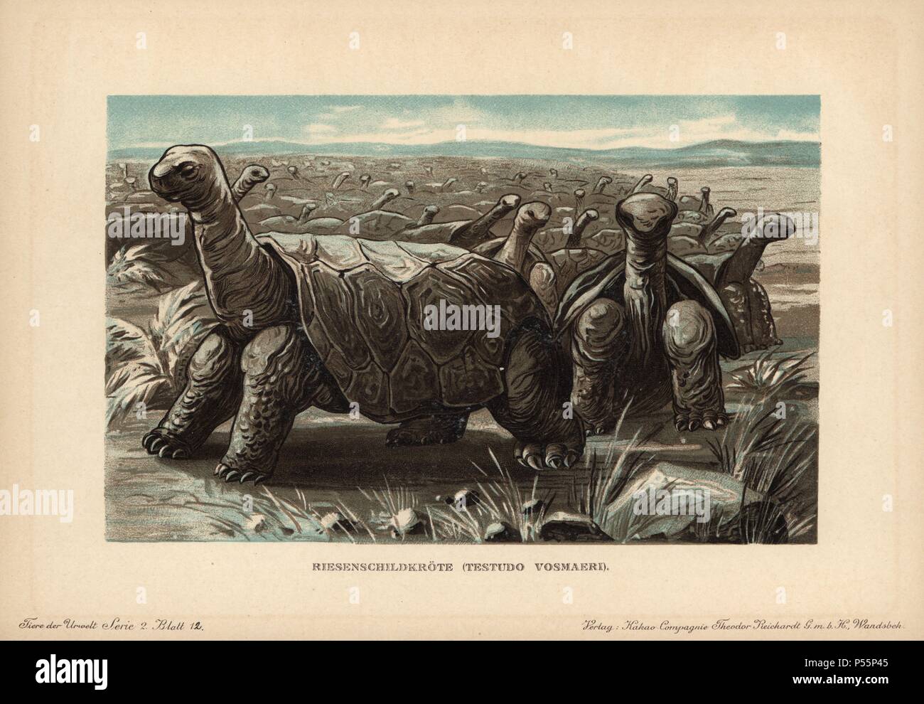 Recently extinct animals hi-res stock photography and images - Alamy Recently extinct animals hi-res stock photography and images - Alamy