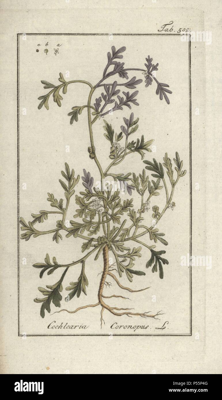 Swinecress, Coronopus squamatus. Handcoloured copperplate botanical engraving from Johannes Zorn's 'Afbeelding der Artseny-Gewassen,' Jan Christiaan Sepp, Amsterdam, 1796. Zorn first published his illustrated medical botany in Nurnberg in 1780 with 500 plates, and a Dutch edition followed in 1796 published by J.C. Sepp with an additional 100 plates. Zorn (1739-1799) was a German pharmacist and botanist who collected medical plants from all over Europe for his 'Icones plantarum medicinalium' for apothecaries and doctors. Stock Photo