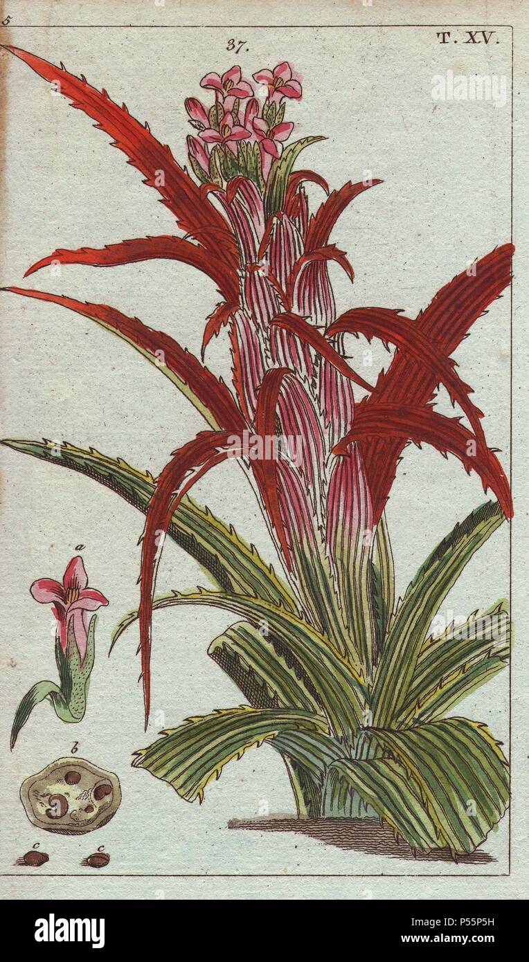 Bromelia pinguin. Handcolored copperplate engraving of a botanical  illustration from G. T. Wilhelm's 
