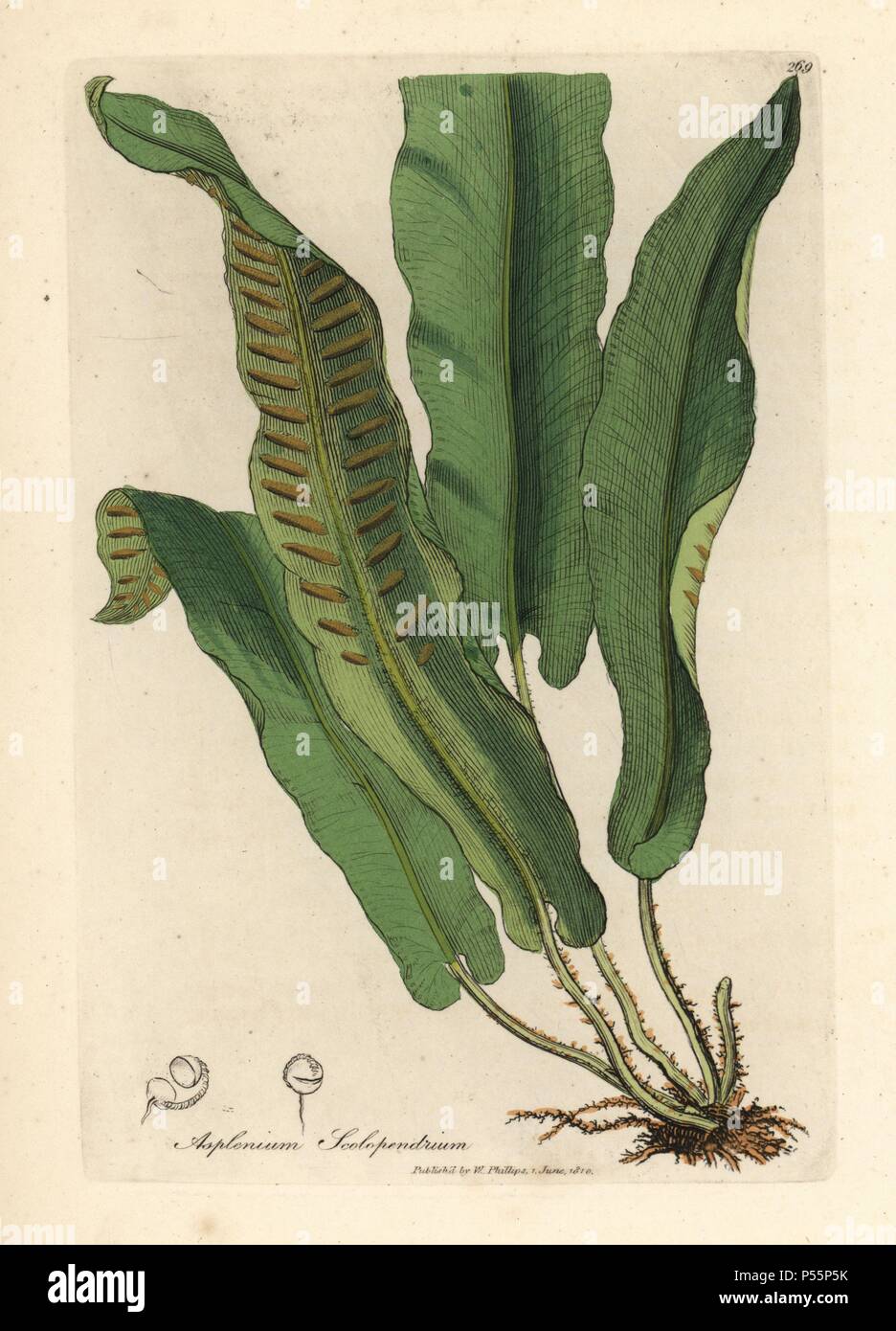 Harts-tongue fern, Asplenium scolopendrium. Handcolored copperplate engraving from a botanical illustration by James Sowerby from William Woodville and Sir William Jackson Hooker's 'Medical Botany' 1832. The tireless Sowerby (1757-1822) drew over 2,500 plants for Smith's mammoth 'English Botany' (1790-1814) and 440 mushrooms for 'Coloured Figures of English Fungi ' (1797) among many other works. Stock Photo