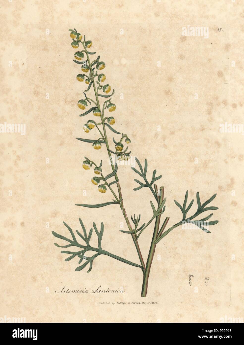 Santonica, Artemisia cina. Handcoloured copperplate engraving from a botanical illustration by James Sowerby from William Woodville and Sir William Jackson Hooker's 'Medical Botany,' John Bohn, London, 1832. The tireless Sowerby (1757-1822) drew over 2, 500 plants for Smith's mammoth 'English Botany' (1790-1814) and 440 mushrooms for 'Coloured Figures of English Fungi ' (1797) among many other works. Stock Photo