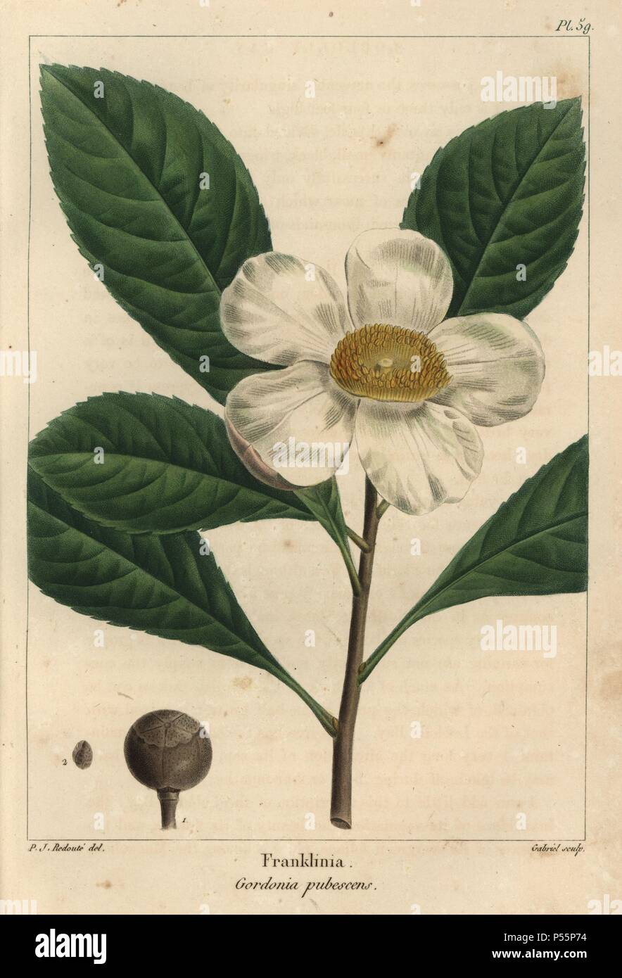 Flower, leaves, seed vessel and seed of the Franklinia tree, Gordonia pubescens. Handcolored stipple engraving from a botanical illustration by Pierre Joseph Redoute, engraved on copper by Gabriel, from Francois Andre Michaux's 'North American Sylva,' Philadelphia, 1857. French botanist Michaux (1770-1855) explored America and Canada in 1785 cataloging its native trees. Stock Photo