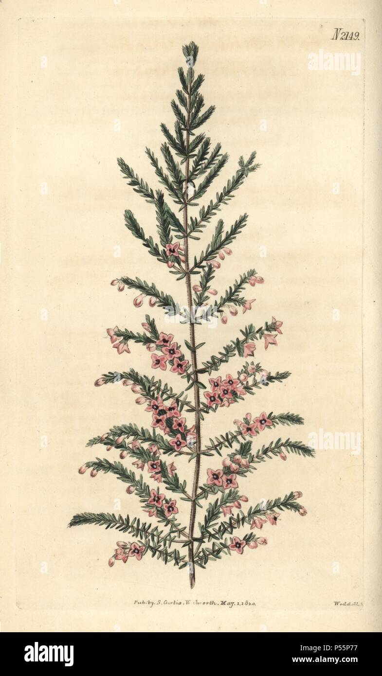 Concave heath, Erica concava. Handcoloured copperplate engraving drawn by John Curtis and engraved by Weddell from 'Curtis's Botanical Magazine'1820, Samuel Curtis, Walworth, London. Stock Photo