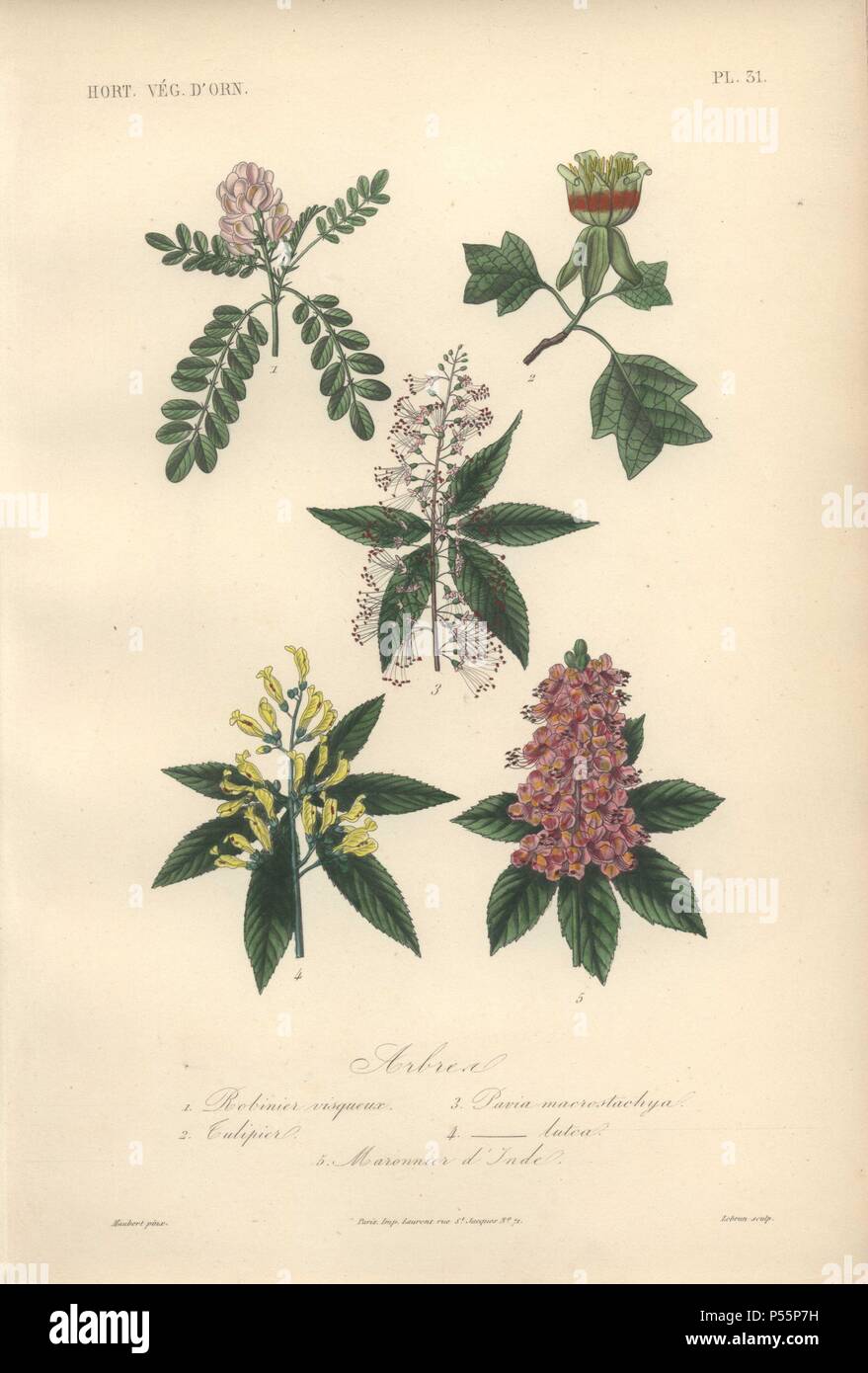 Five trees, including pink locust tree, green and crimson tulip tree, white red buckeye, yellow red buckeye (Aesculus pavia), and purple horse chestnut (Aesculus hippocastum).. 1) Robinier Visqueux 2) Tulipier 3) Pavia Macrostachya 4) Pavia Lutea 5) Maronnier d'Inde . Handcolored lithograph by Edouard Maubert for Herincq's 'Le Regne Vegetal' (1865). Stock Photo