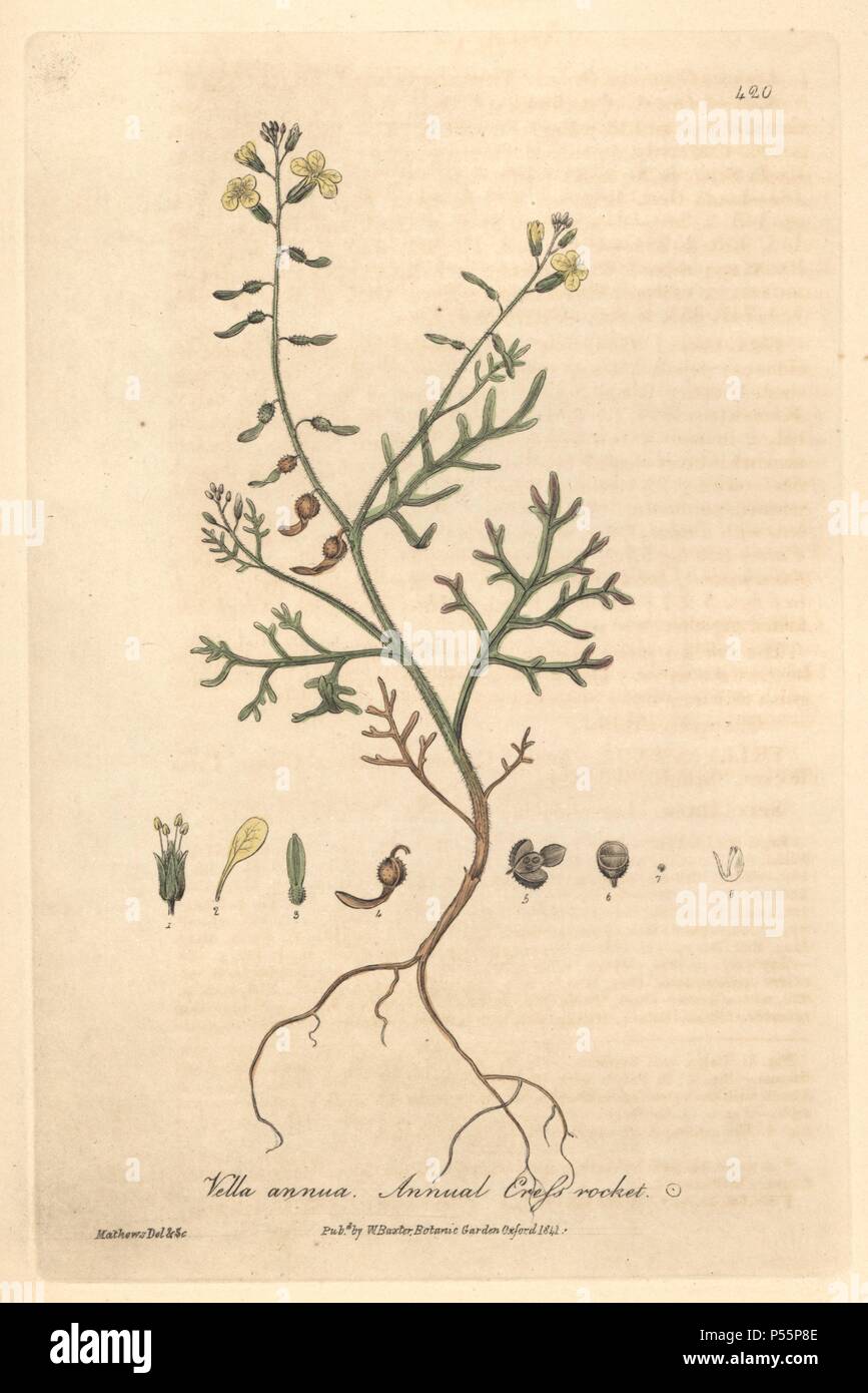 Annual cress rocket, Vella annua. Handcoloured copperplate drawn and engraved by Charles Mathews from William Baxter's 'British Phaenogamous Botany,' Oxford, 1841. Scotsman William Baxter (1788-1871) was the curator of the Oxford Botanic Garden from 1813 to 1854. Stock Photo