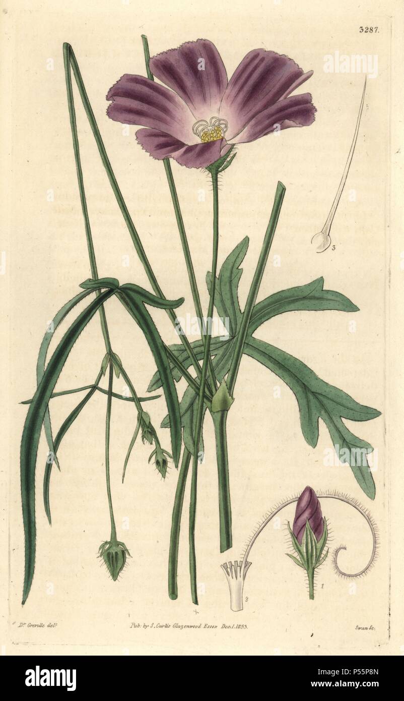 Papaver-like or poppy flowered nuttalia, Nuttallia papaver or Callirhoe papaver. Illustration drawn by Dr. Greville, engraved by Swan. Handcolored copperplate engraving from William Curtis's 'The Botanical Magazine,' Samuel Curtis, 1833. Hooker (1785-1865) was an English botanist, writer and artist. He was Regius Professor of Botany at Glasgow University, and editor of Curtis' 'Botanical Magazine' from 1827 to 1865. In 1841, he was appointed director of the Royal Botanic Gardens at Kew, and was succeeded by his son Joseph Dalton. Hooker documented the fern and orchid crazes that shook England  Stock Photo