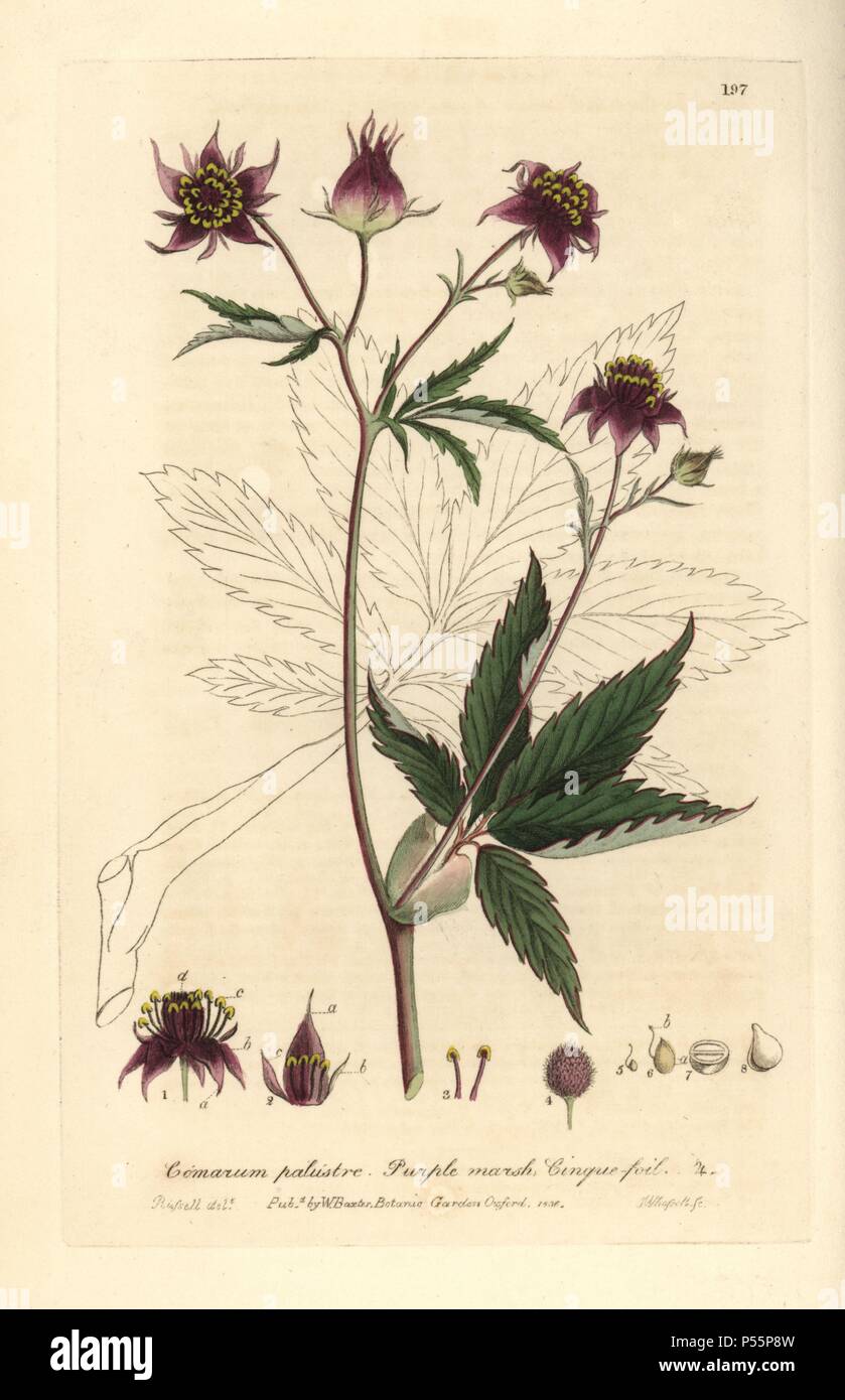 Purple marsh cinquefoil, Comarum palustre. Handcoloured copperplate engraving by J. Whessell from a drawing by Isaac Russell from William Baxter's 'British Phaenogamous Botany' 1836. Scotsman William Baxter (1788-1871) was the curator of the Oxford Botanic Garden from 1813 to 1854. Stock Photo