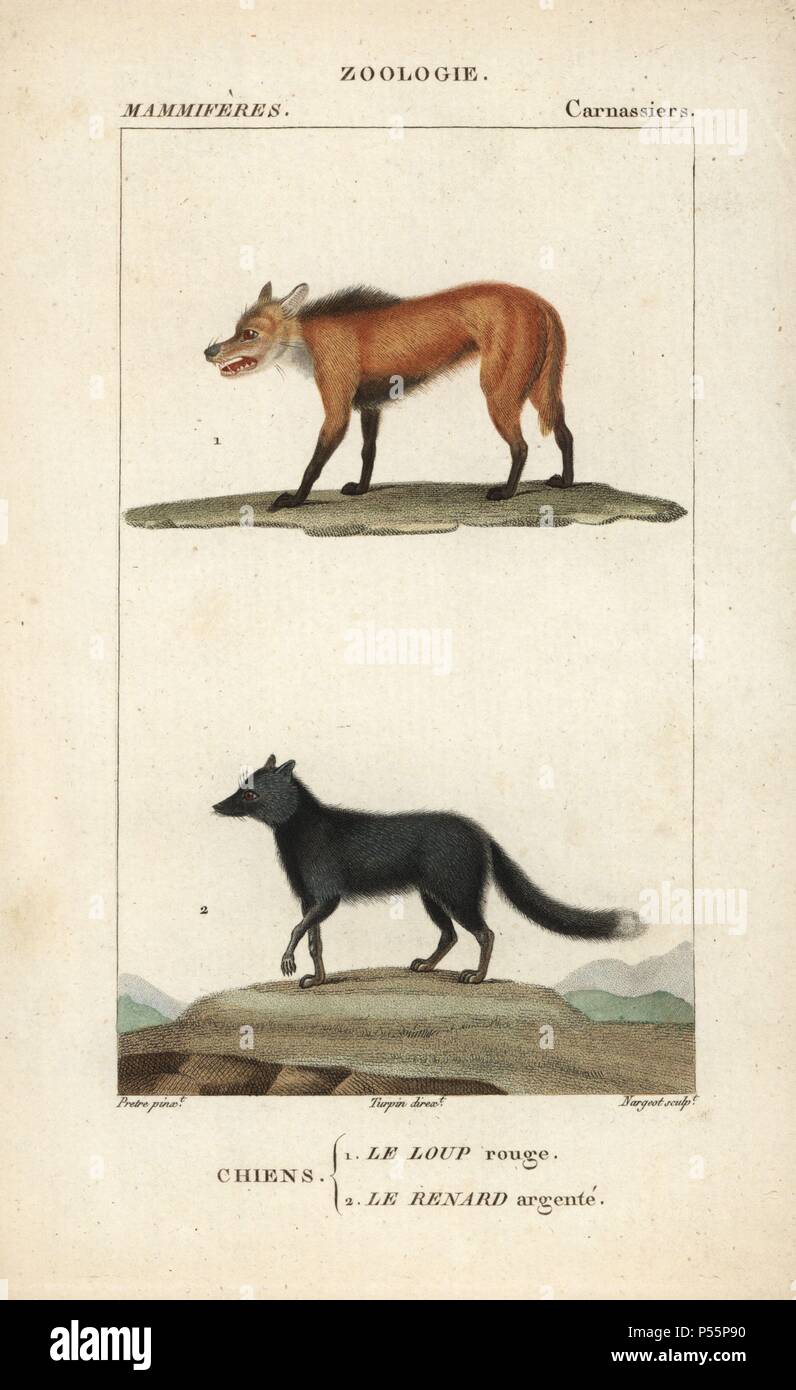 Red wolf, Canis lupus rufus (critically endangered), and silver fox, Vulpes  vulpes. Handcoloured copperplate stipple engraving from Frederic Cuvier's  "Dictionary of Natural Science: Mammals," Paris, France, 1816. Illustration  by J. G. Pretre,