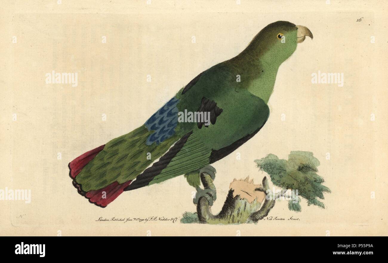 Sapphire-rumped parrotlet (Purple-tailed parakeet). Touit purpuratus (Psittacus porphyrurus). Illustration signed by N (Frederick Nodder).. Handcolored copperplate engraving from George Shaw and Frederick Nodder's 'Naturalist's Miscellany' (1790).. Frederick Polydore Nodder (17511801?) was a gifted natural history artist and engraver. Nodder honed his draftsmanship working on Captain Cook and Joseph Banks' Florilegium and engraving Sydney Parkinson's sketches of Australian plants. He was made 'botanic painter to her majesty' Queen Charlotte in 1785. Nodder also drew the botanical studies in T Stock Photo