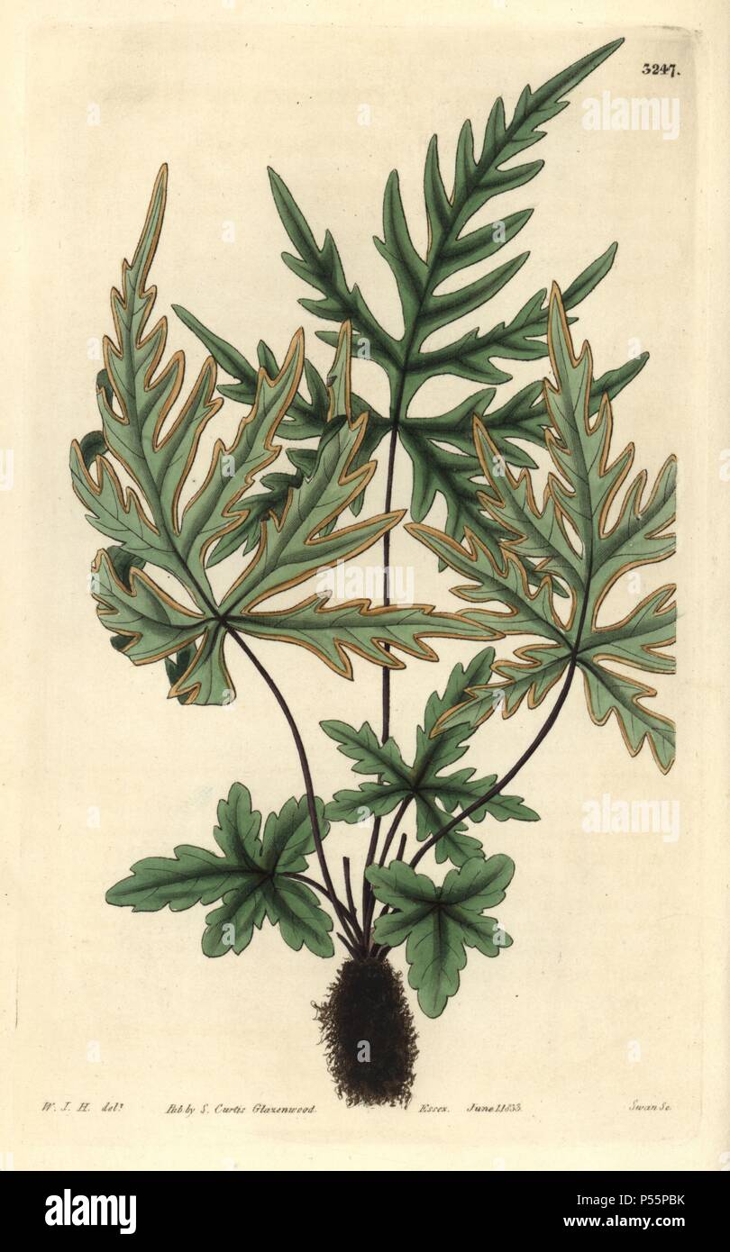 Pedate-leaved brake fern, Pteris pedata or Doryopteris pedata. Illustration drawn by William Jackson Hooker, engraved by Swan. Handcolored copperplate engraving from William Curtis's 'The Botanical Magazine,' Samuel Curtis, 1833. Hooker (1785-1865) was an English botanist, writer and artist. He was Regius Professor of Botany at Glasgow University, and editor of Curtis' 'Botanical Magazine' from 1827 to 1865. In 1841, he was appointed director of the Royal Botanic Gardens at Kew, and was succeeded by his son Joseph Dalton. Hooker documented the fern and orchid crazes that shook England in the m Stock Photo