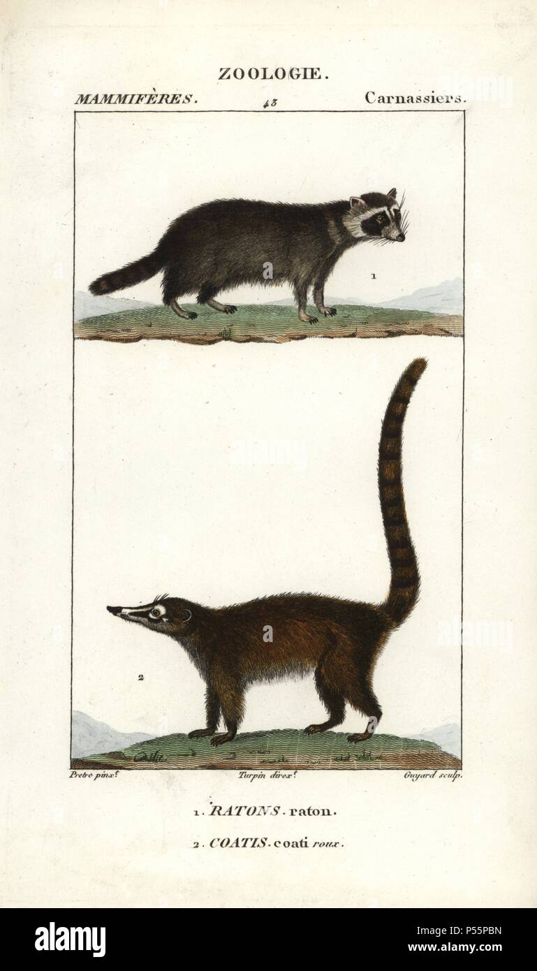 Raccoon, Procyon lotor, and South American coati, Nasua nasua. Handcoloured copperplate stipple engraving from Frederic Cuvier's 'Dictionary of Natural Science: Mammals,' Paris, France, 1816. Illustration by J. G. Pretre, engraved by Guyard, directed by Pierre Jean-Francois Turpin, and published by F.G. Levrault. Jean Gabriel Pretre (17801845) was painter of natural history at Empress Josephine's zoo and later became artist to the Museum of Natural History. Turpin (1775-1840) is considered one of the greatest French botanical illustrators of the 19th century. Stock Photo