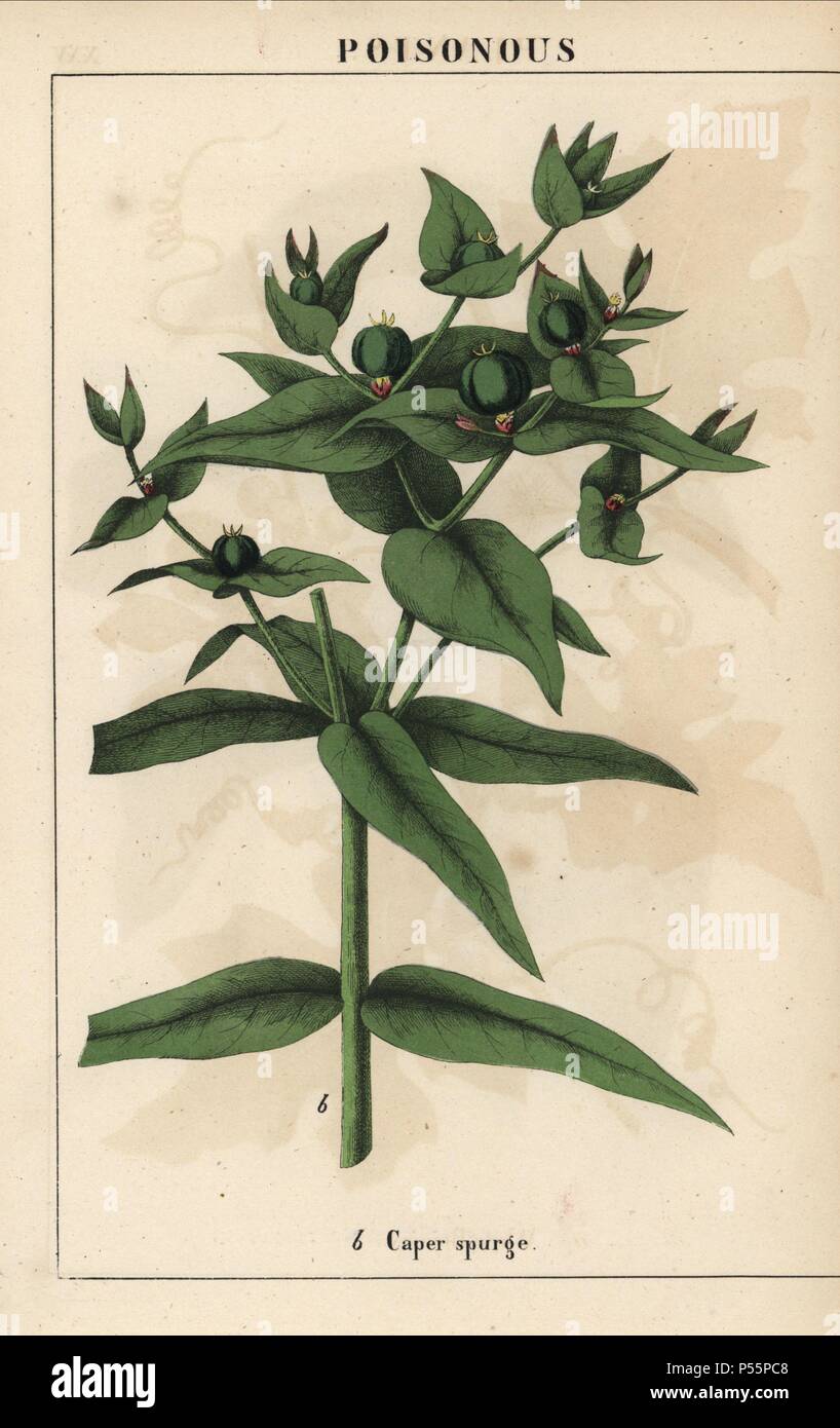 Caper spurge with green seeds, Euphorbia lathyris. . Chromolithograph from 'The Instructive Picturebook, or Lessons from the Vegetable World,' [Charlotte Mary Yonge], Edinburgh, 1858. Stock Photo