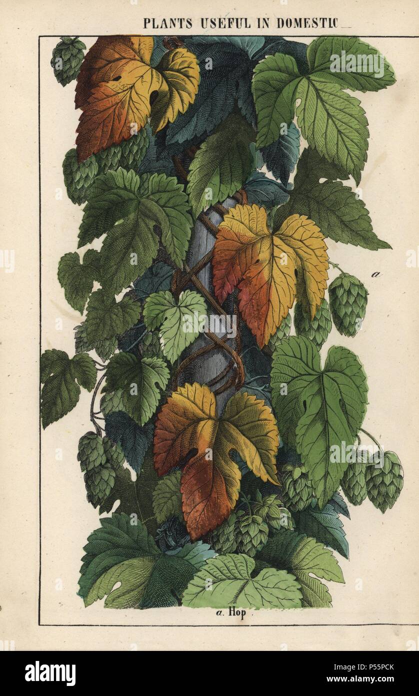 Hops, with green fruit. . Chromolithograph from 'The Instructive Picturebook, or Lessons from the Vegetable World,' [Charlotte Mary Yonge], Edinburgh, 1858. Stock Photo