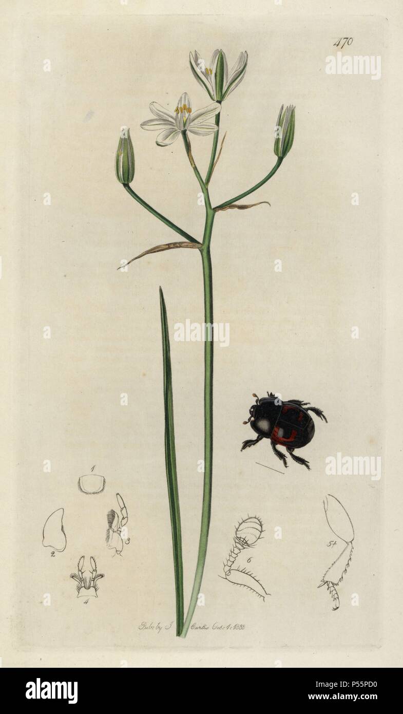 Hister quadrimaculatus, Lunar-spotted Mimic beetle, and common bethlehem star, Ornithogalum umbellatum. Handcoloured copperplate drawn and engraved by John Curtis for his own 'British Entomology, being Illustrations and Descriptions of the Genera of Insects found in Great Britain and Ireland,' London, 1834. Curtis (1791 –1862) was an entomologist, illustrator, engraver and publisher. 'British Entomology' was published from 1824 to 1839, and comprised 770 illustrations of insects and the plants upon which they are found. Stock Photo